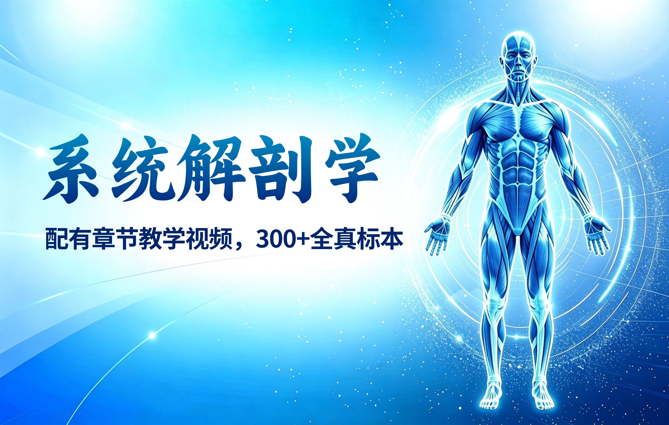 系统解剖学
