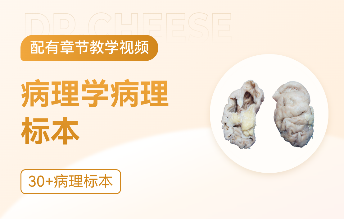 病理学总论标本