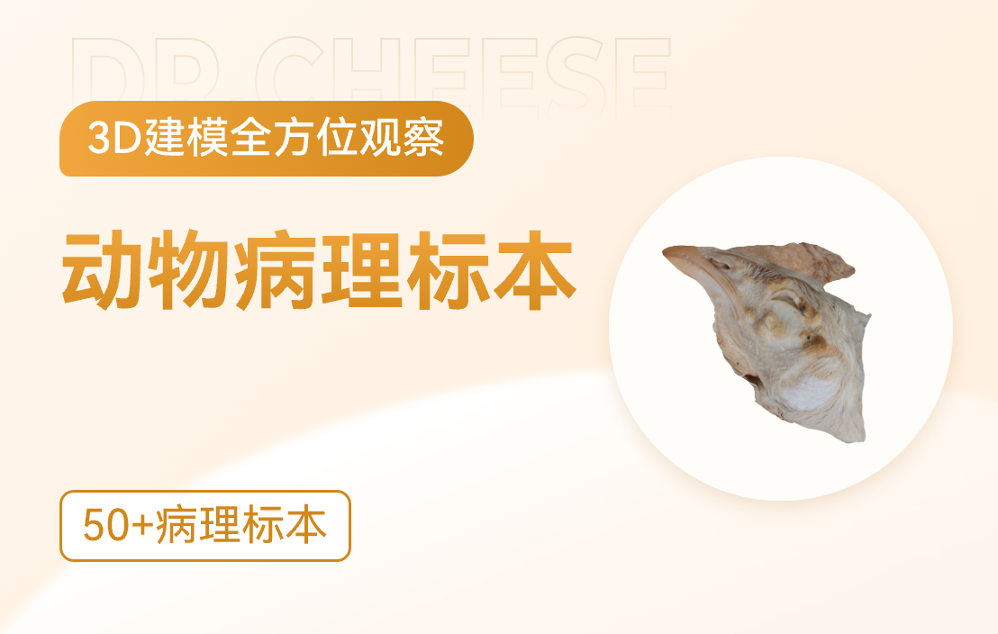 动物病理标本