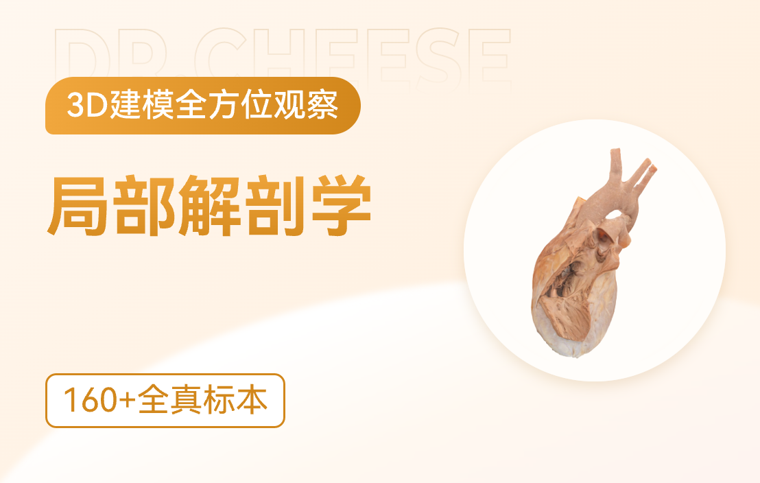 局部解剖学