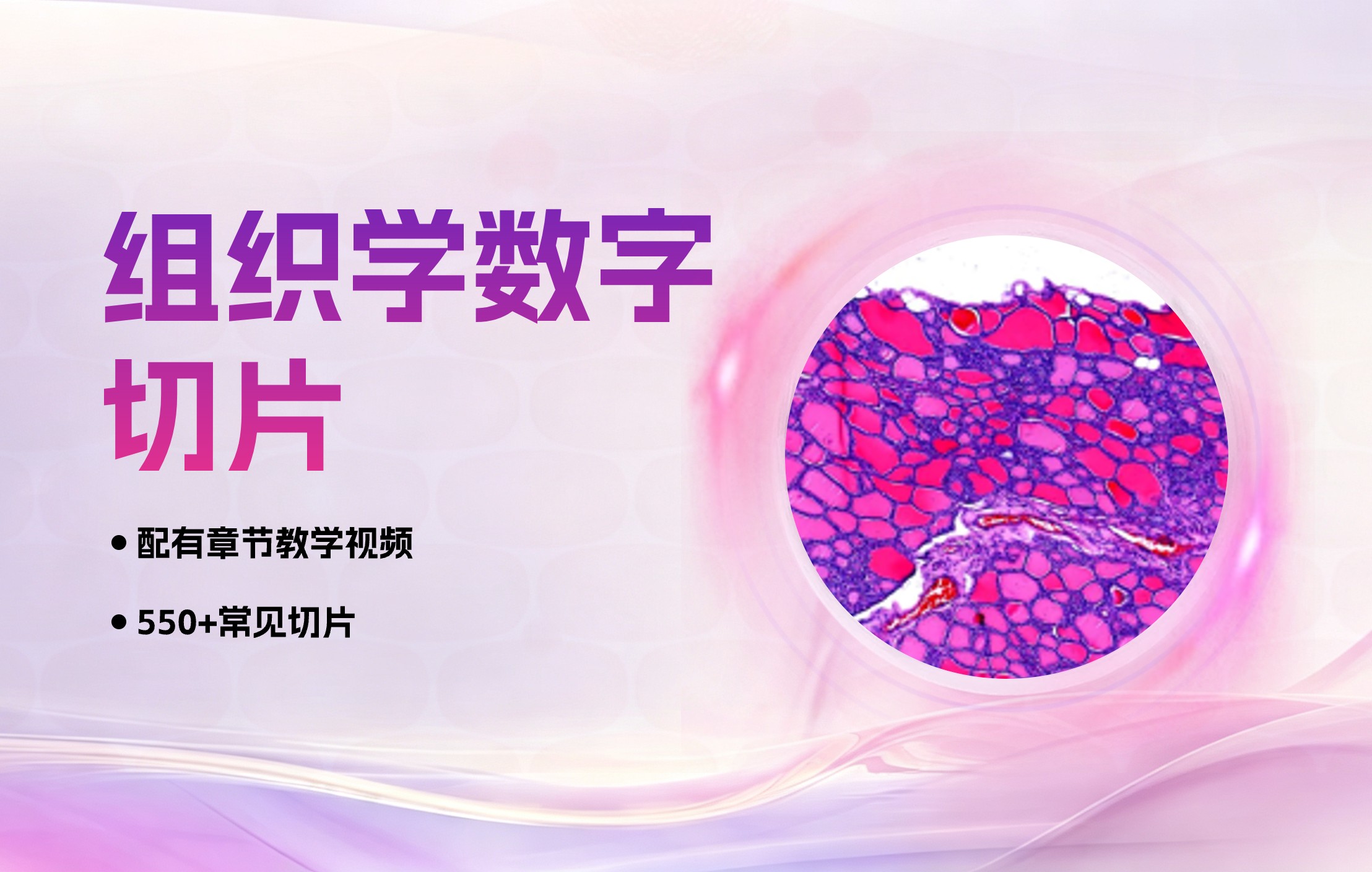 组织学数字切片学习福利