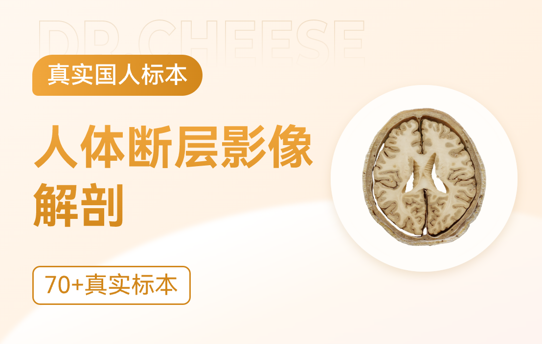 断层影像解剖