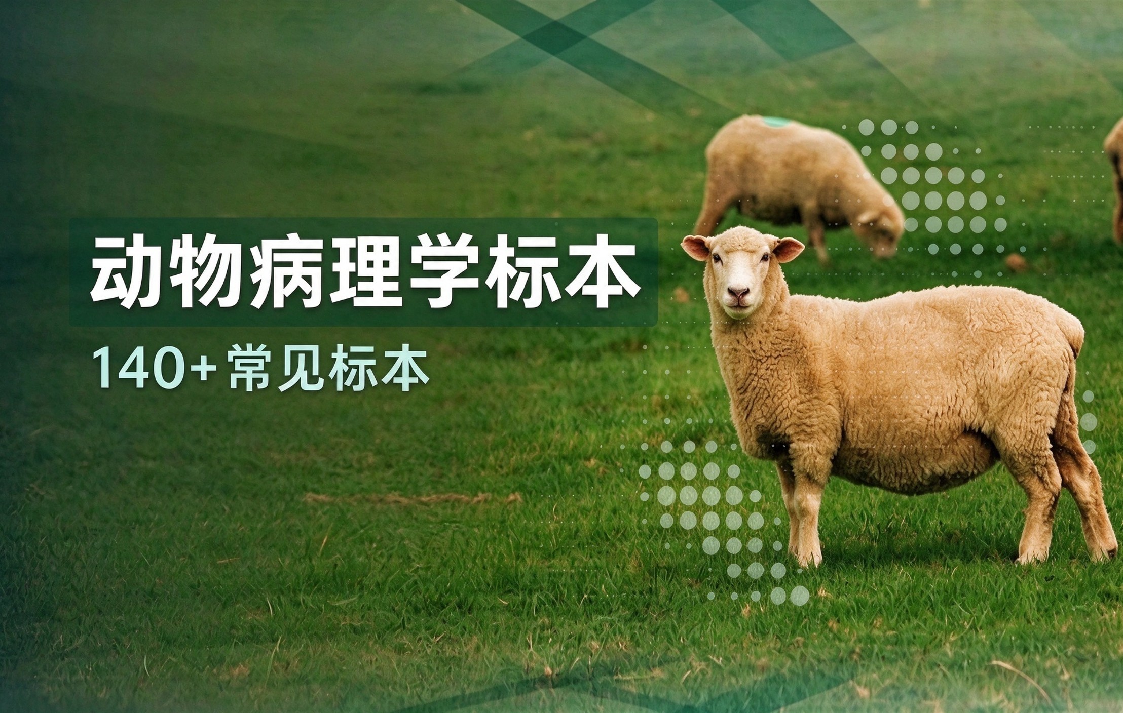 动物病理标本