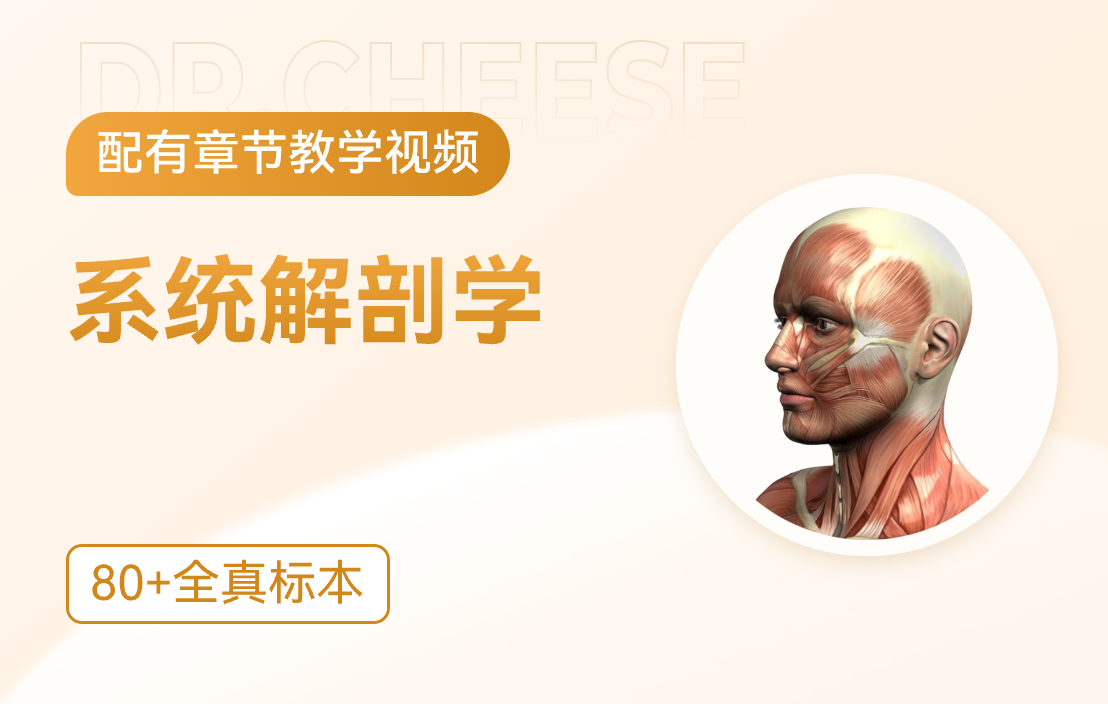 系统解剖学