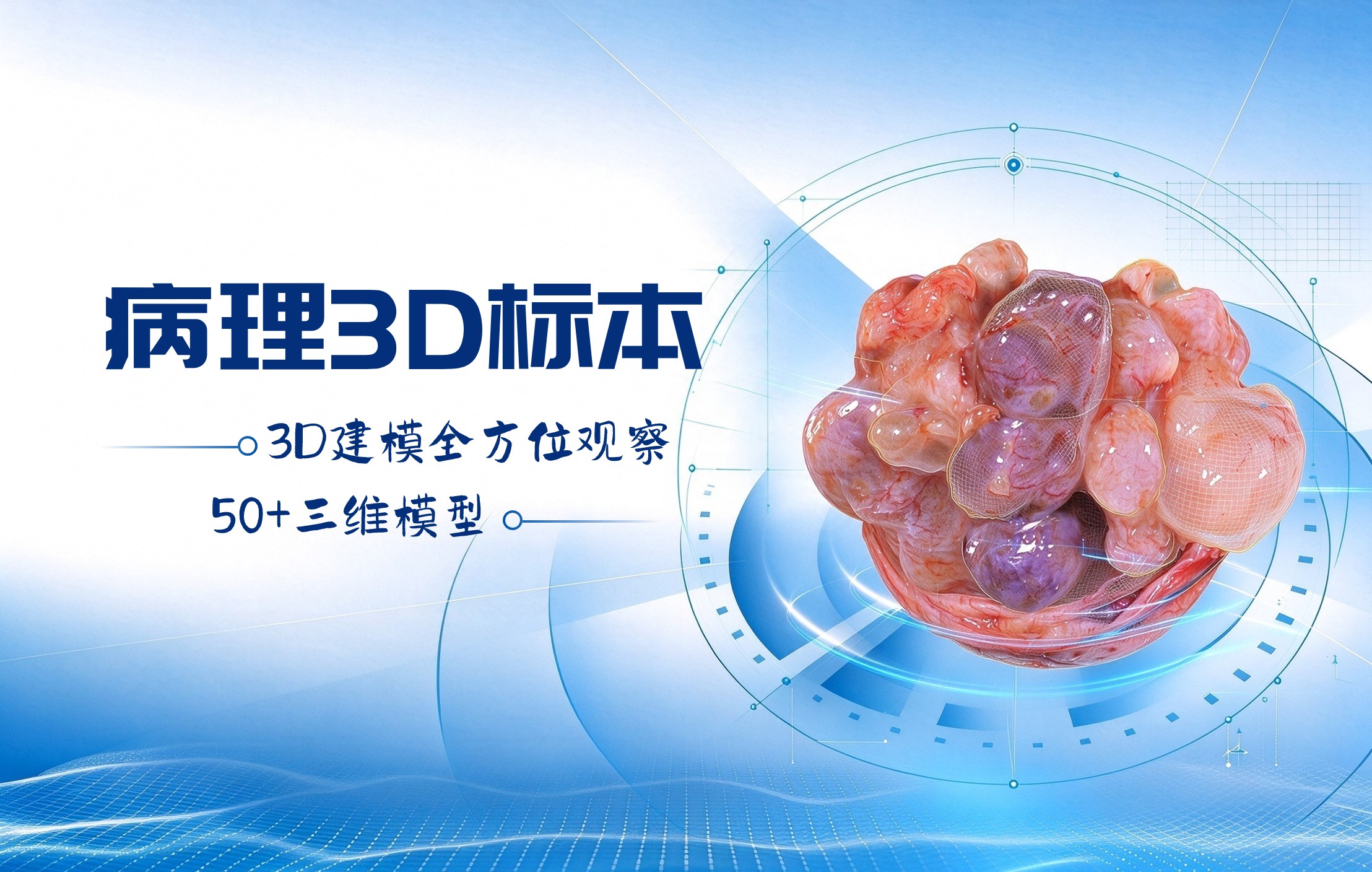 病理3D标本
